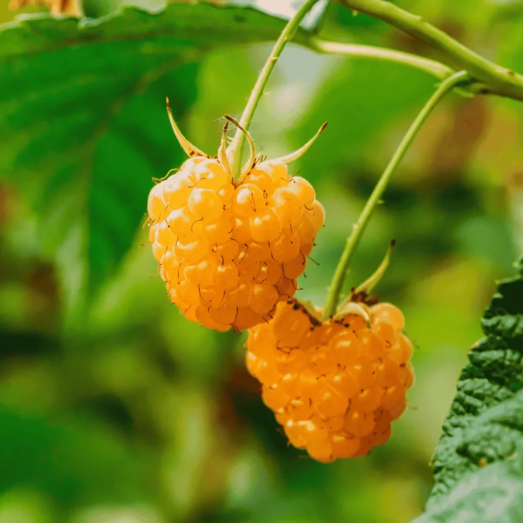 Two Year Raspberry Canes Anne Raspberry Bare Root Canes - Golden Everbearing Variety