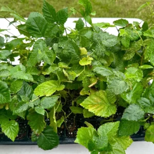 5 Apache Thornless Blackberry Live Bare Root Plants - Full Sun - Image 7