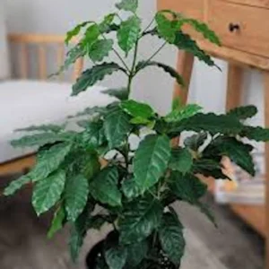 5 Arabica Coffee Live Starter Plants - Coffea arabica Indoor Houseplant - Image 2