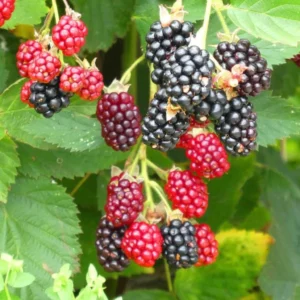 5 Arapaho Thornless Blackberry Starter Plug - Live Plant - Rubus Fruticosus - Image 5