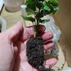 5 Arapaho Thornless Blackberry Starter Plug - Live Plant - Rubus Fruticosus - Image 7