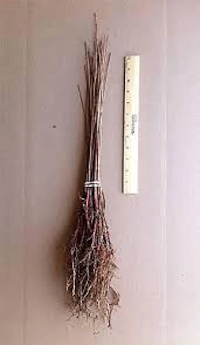 5 Bald Cypress Trees 12-24in Tall Live Plant Taxodium distichum Bare Root Outdoor - Image 2