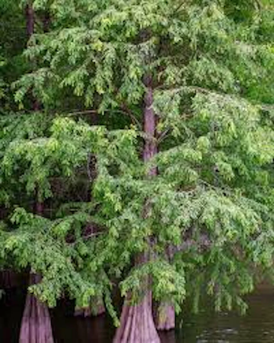 5 Bald Cypress Trees 12-24in Tall Live Plant Taxodium distichum Bare Root Outdoor - Image 5
