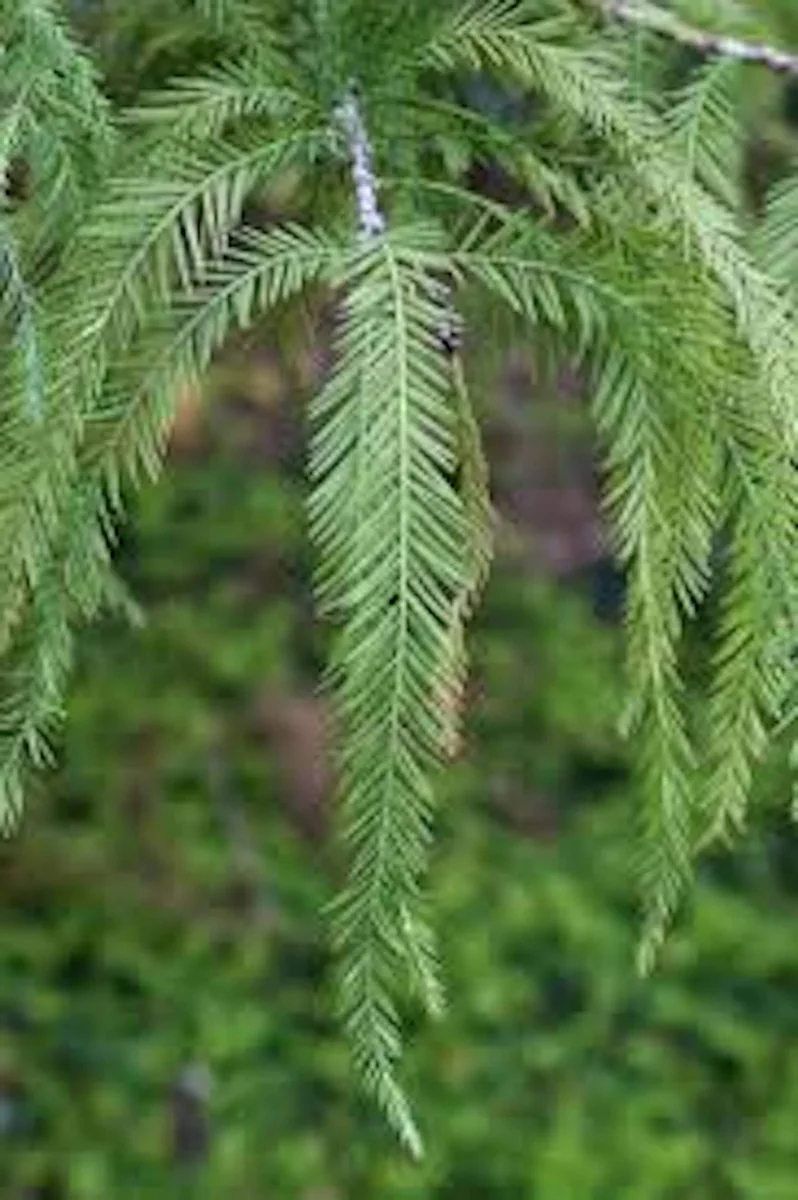 5 Bald Cypress Trees 12-24in Tall Live Plant Taxodium distichum Bare Root Outdoor - Image 6