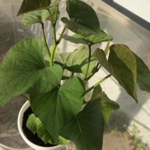 5 Beauregard Sweet Potato Live Plants – Rooted Slips – Easy Grow Vine – Ready to Plant – Outdoor - Image 4