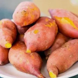 5 Beauregard Sweet Potato Live Plants – Rooted Slips – Easy Grow Vine – Ready to Plant – Outdoor - Image 6