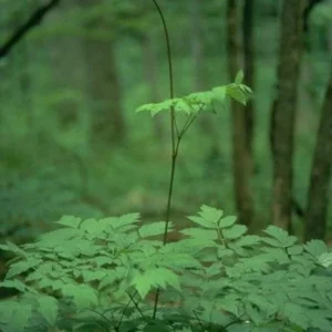 5 Black Cohosh Plants - Actaea Racemosa Bare Root Wildflower Native Organic - Image 3