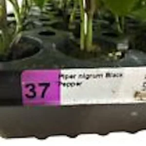 5 Black Pepper Plant Piper Nigrum Starter Plants - Perennial Edible Homestead - Image 3