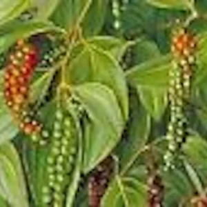 5 Black Pepper Plant Piper Nigrum Starter Plants - Perennial Edible Homestead - Image 4