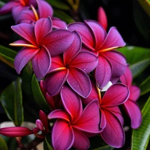 5 Black Purple Plumeria Flower Seeds - Hawaiian Perennial Bloom - Image 2