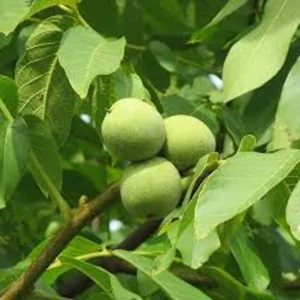5 Black Walnut Tree Seeds - Juglans Nigra Organic Seeds for Planting - Image 3