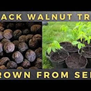 5 Black Walnut Tree Seeds - Juglans Nigra Organic Seeds for Planting - Image 5