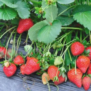 5 Blakemore Strawberry Bare Roots - Fragaria x ananassa - June-Bearing Fruit Plant - Image 8