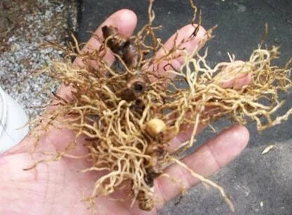 5 Blue Cohosh Bare Root Plants Organic Perennial Wildflower Caulophyllum Thalictroides - Image 5