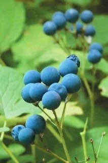 5 Blue Cohosh Bare Root Plants Organic Perennial Wildflower Caulophyllum Thalictroides - Image 9
