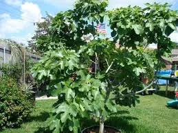 5 Brown Turkey Fig Tree Cuttings - Cold Hardy, Unrooted, 5-inch Length - Image 3