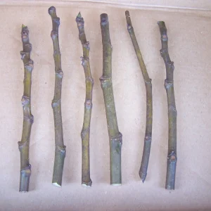 5 Brown Turkey Fig Tree Cuttings - Cold Hardy, Unrooted, 5-inch Length - Image 1