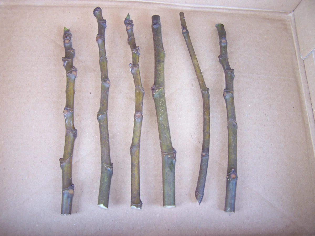 5 Brown Turkey Fig Tree Cuttings - Cold Hardy, Unrooted, 5-inch Length - Image 1