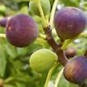 5 Brown Turkey Fig Tree Starter Plants - Ficus Carica Fruiting Perennial - Image 4