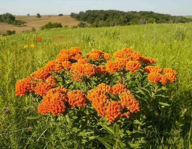 5 Butterfly Weed Plant Asclepias Tuberosa Bare Root Wildflower Organic Native - Image 3
