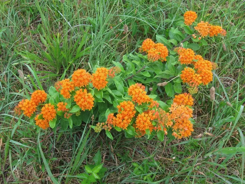 5 Butterfly Weed Plant Asclepias Tuberosa Bare Root Wildflower Organic Native - Image 5