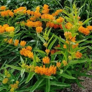 5 Butterfly Weed Plant Asclepias Tuberosa Bare Root Wildflower Organic Native - Image 6