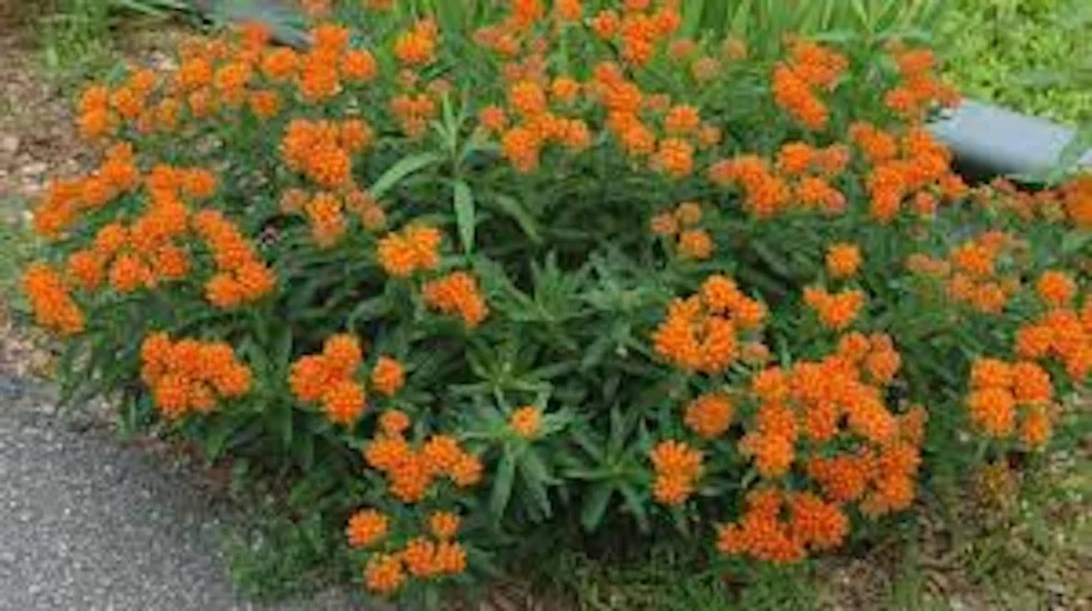 5 Butterfly Weed Plant Asclepias Tuberosa Bare Root Wildflower Organic Native - Image 1