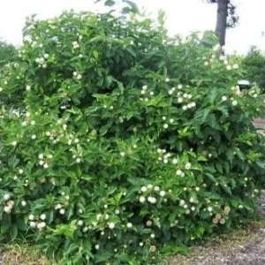 5 Button Bush Bare Root Seedlings, 12-18in - Native Pollinator Shrub, Outdoor - Image 1