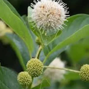 5 Buttonbush Plant 12-24in Tall Bare Root Shrub Cephalanthus occidentalis Outdoor - Image 3