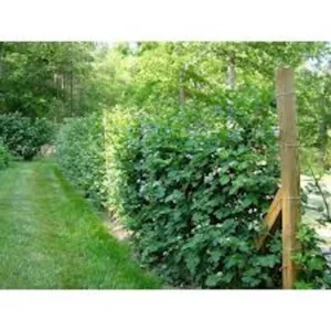 5 Caddo Blackberry Thornless Fruit Plant Starter Plug - USDA Zones 5-9 - Image 3