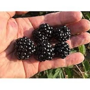 5 Caddo Blackberry Thornless Fruit Plant Starter Plug - USDA Zones 5-9 - Image 4