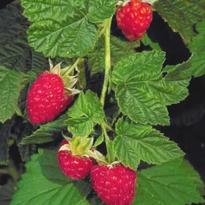 5 Canby Thornless Red Raspberry Starter Plug - Fruit Bearing Live Plant - Image 4
