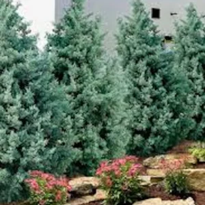 5 Carolina Sapphire Cypress Live Plants - Tall Evergreen Starter, 4-6" Bare Root - Image 3
