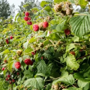 5 Caroline Red Raspberry Starter Plug - Everbearing Rubus idaeus 'Caroline' Bare Root Plants, Outdoor - Image 4