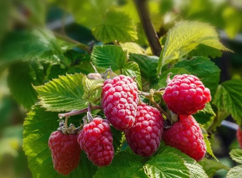 Caroline Red Raspberry Starter Plug - Sweet & Prolific Berries