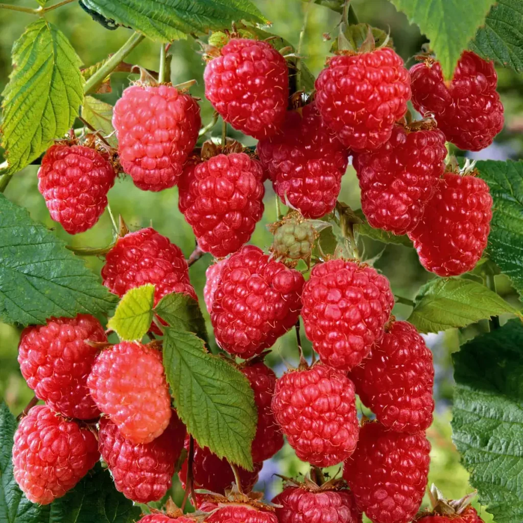 5 Cascade Delight Red Raspberry Starter Plugs - Rubus idaeus
