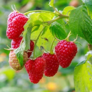 5 Cascade Delight Red Raspberry Starter Plug - Rubus idaeus Live Plant, Summer Fruiting, Root Rot Resistant - Image 5