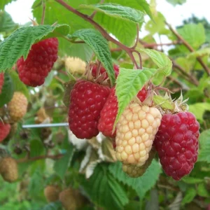 5 Cascade Delight Red Raspberry Starter Plug - Rubus idaeus Live Plant, Summer Fruiting, Root Rot Resistant - Image 6