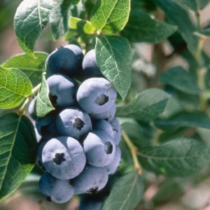 5 Chandler Blueberry Live Plant Starter Plugs - Large Berries, Northern Highbush - Image 5