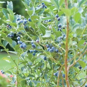 5 Chandler Blueberry Live Plant Starter Plugs - Large Berries, Northern Highbush - Image 7