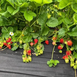 5 Chandler Strawberry Bare Roots - Fragaria x ananassa - High-Yielding, Sweet Berries - Image 6