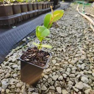 5 Cherry Laurel Live Plants Prunus Caroliniana - 4