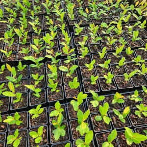 5 Cherry Laurel Live Plants Prunus Caroliniana - 4