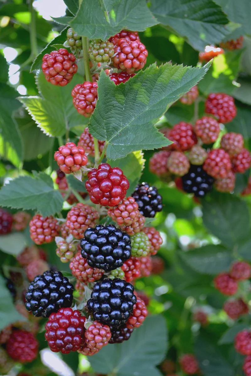 5 Chester Blackberry Thornless Starter Plug Live Plants - Rubus fruticosus 'Chester' - Image 5