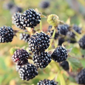 5 Chickasaw Blackberry Starter Plugs - Live Plant - Rubus fruticosus - USDA Zones 5-9 - Image 5
