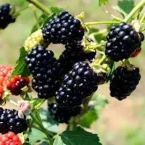 5 Chickasaw Blackberry Starter Plugs - Live Plant - Rubus fruticosus - USDA Zones 5-9 - Image 7