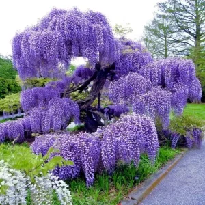 5 Chinese Blue Wisteria sinensis Tree Seeds - Fast Climber Flower Vine Hardy Plant - Image 2