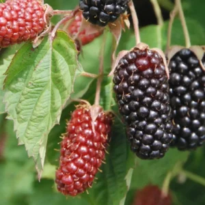 5 Columbia Star Thornless Blackberry Live Plant Plugs - High-Yielding Trailing Variety - Image 5