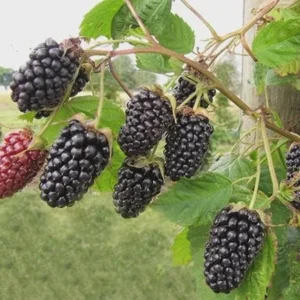 5 Columbia Star Thornless Blackberry Live Plant Plugs - High-Yielding Trailing Variety - Image 6
