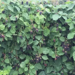 5 Columbia Star Thornless Blackberry Live Plant Plugs - High-Yielding Trailing Variety - Image 8